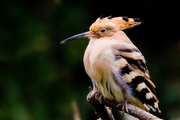 hoopoe (lat. Upupa epops) sitting on a branch.