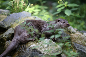 otter