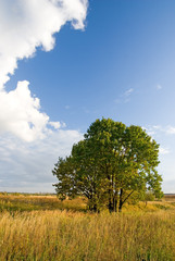 Fototapeta na wymiar Lonely tree and autumn field
