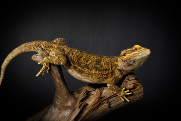 nice bearded dragon on branch, dark background