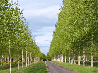 The gentle-green avenue of young trees leaving afar
