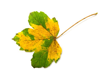 maple leaf isolated on white