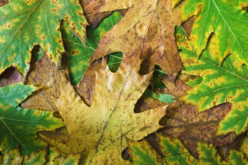 background from autumn leafs closeup