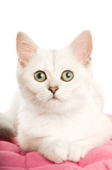 Beautiful british kitten lying on a pink pillow