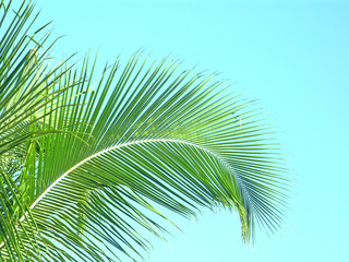 Fototapeta premium palme cocotier