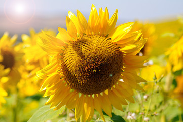 tournesol et energie solaire