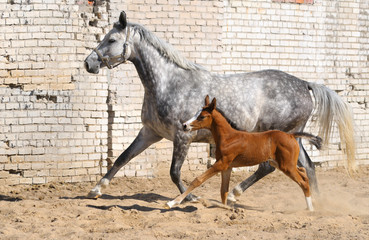 dapple-gray mare and bay foal