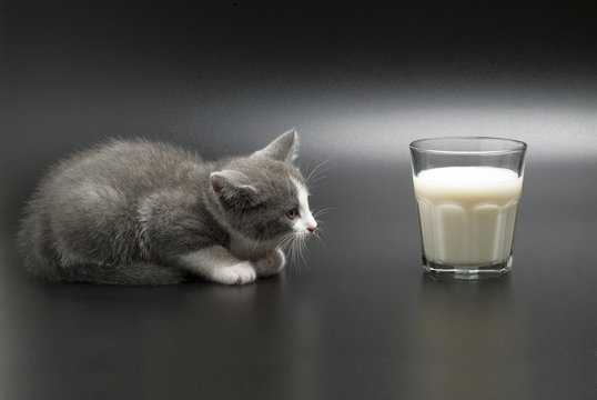 gray cat to look for milk