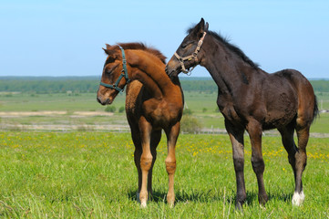 black foal and sorrel foal