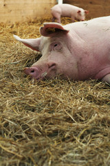 Schwein © A_Bruno