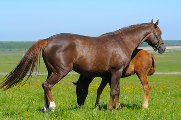 chestnut mare and bay foal