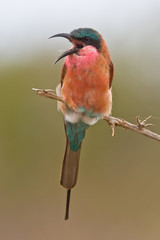 Southern Carmine Bee-eater in song on twig