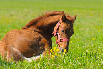 sorrel foal in green field