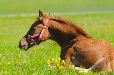 sorrel foal in green field