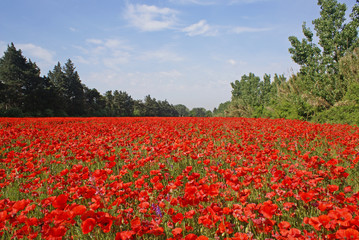 champ coquelicots