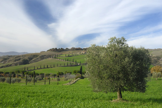 Toscana Contignano  Cipressi e olivi