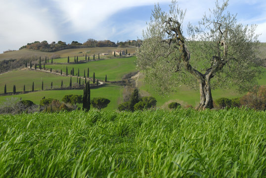 Toscana Contignano  Olivo secolare