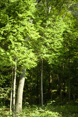 Obraz premium Jinhae im Herbst