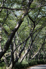 Obraz premium Jinhae im Herbst