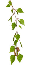 Fototapeta premium Leaves of a silver birch tree