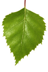 Fototapeta premium Single silver birch tree leaf, isolated on white.