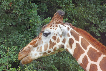giraffe
