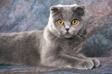 la position decontractée du scottish fold