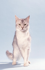 le somali en marche dans le studio