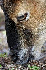 Fototapeta premium ziege