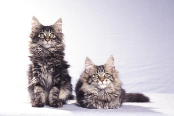 duo de chaton maine coon en studio