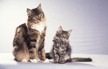 la mere et le chaton maine coon en studio