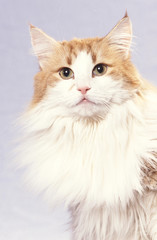 la tete du norvegien