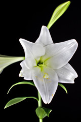Fototapeta na wymiar Lilly flower closeup