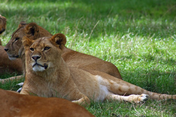 Fototapeta premium löwe