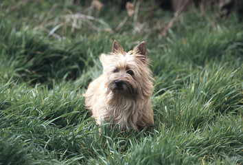 le cairn terrier se promenant dans l'herbe