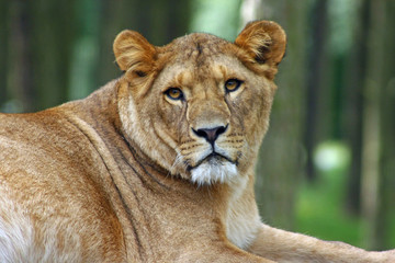 Naklejka premium löwe