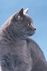 la tete tournée du british shorthair
