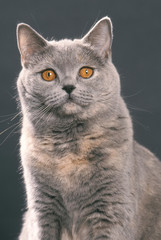 le portrait du beau british shorthair