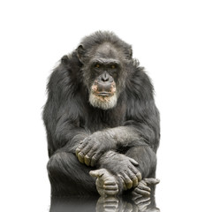 Chimpanzee - Simia troglodytes isolated on a white