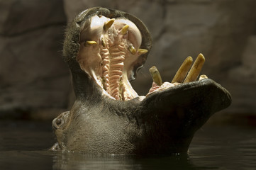 Hippopotamus open his mouth