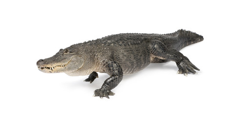 Obraz premium American Alligator (30 years) in front of a white background