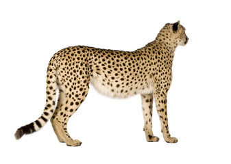 Cheetah - Acinonyx jubatus in front of a white background