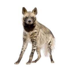 Fototapeta premium Striped Hyena in front of a white background