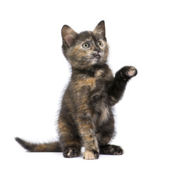 Tortoiseshell cat (2 months) in front of a white background
