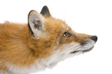 Red fox (4 years) - Vulpes vulpes in front of a white background