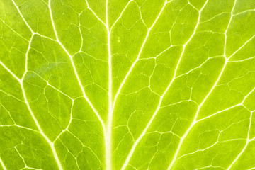 leaf natural background