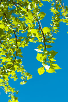 Branches with leaves against the sky