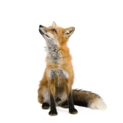 Red fox (4 years) - Vulpes vulpes in front of a white background