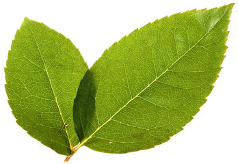 leaves
