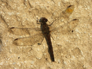 Dragonfly on the wall